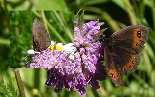 Erebia meolans